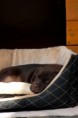 /album/honey/a20110417-dsc5228-2-jpg/